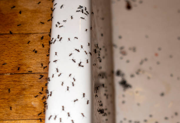Best Affordable Pest Control Services  in Fleetwood, PA