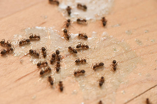 Best Pest Prevention Services  in Fleetwood, PA