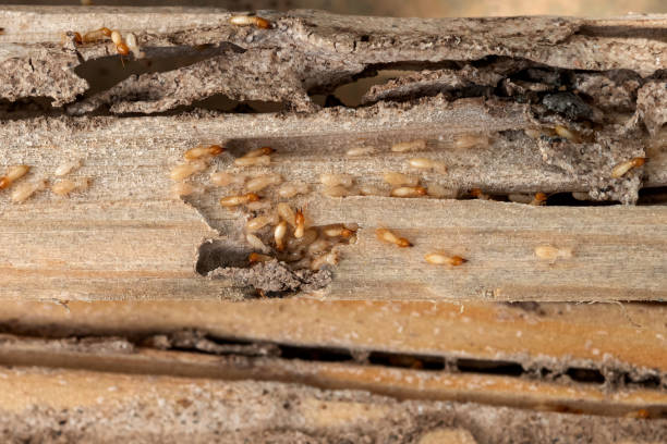 Best Wildlife Control Services  in Fleetwood, PA